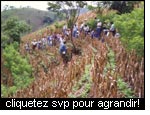 La production du mas combine avec les mesures pour la conservation des sols augmente la rsilience d'un systme agraire au Salvador (PASOLAC).