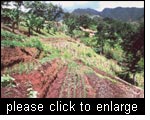 Diversified sustainable land use management system that combines terracing and agroforestry, Uluguru Mountains, Tanzania.