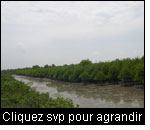 Plantation pour réhabiliter la mangrove en vue d’améliorer la protection de la côte, District de Deli Serdang, Nord Sumatra, Indonésie. (Photo: James Gasana, Intercooperation)