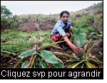 Si les femmes ont droit  la proprit de la terre, elles peuvent alors produire et garantir ainsi leur alimentation et celle de leur famille. Femme de Nueva Segovia, Nicaragua. (Photo : Manuel Fandio, Revista Enlace)