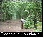 Teak plantations like this one in Kegalu, Yei county, Sudan, were deprived of silvicultural operations for the past 22 years due to the civil war. (Photo: UNEP)