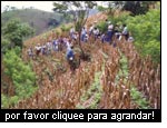 La produccin del maz combinada con las medidas para la conservacin de los suelos aumenta la resiliencia de un sistema agrario en El Salvador (PASOLAC).